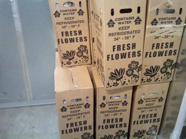 Cardboard boxes of flowers.